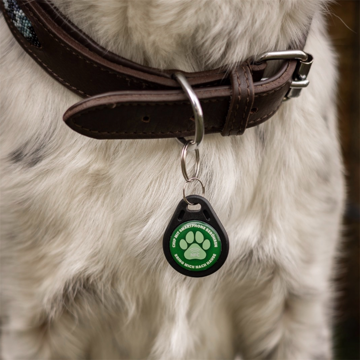 NFC-Hundemarke Pro 2